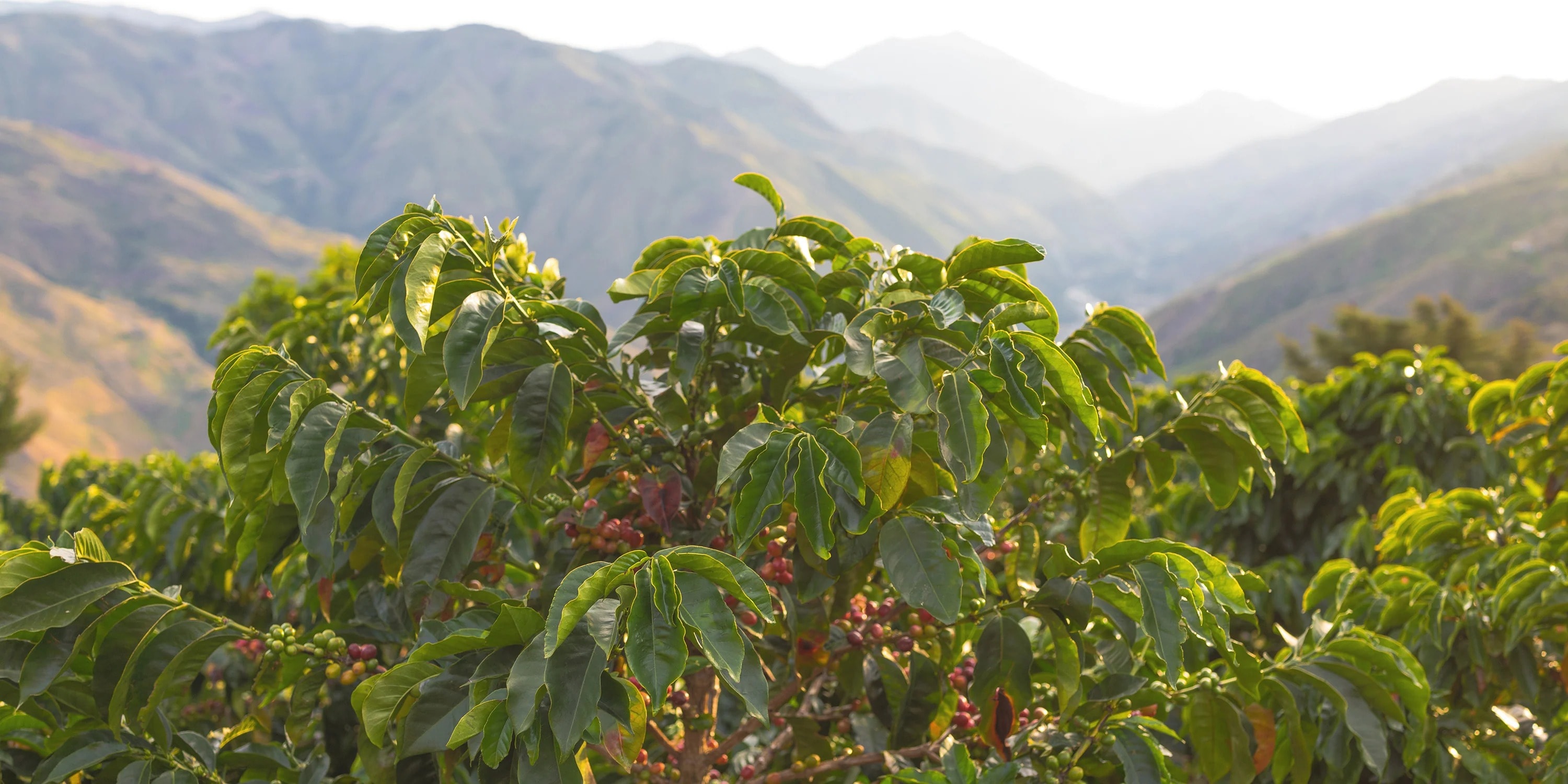 Fresh Ethiopian coffee beans